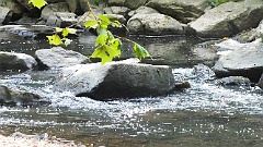 RockCreek (154)